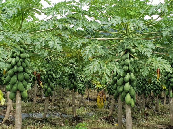 Papaya