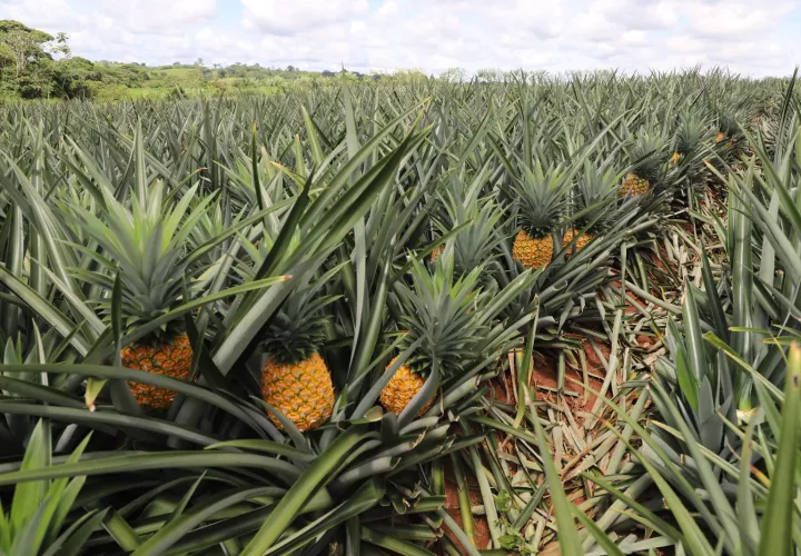 Piña